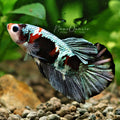 [Showroom] Mâle Plakat Iron Man Koi