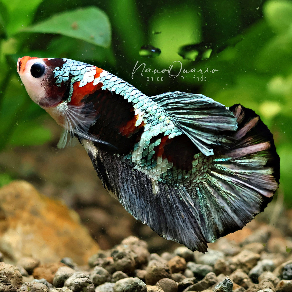 [Showroom] Mâle Plakat Iron Man Koi