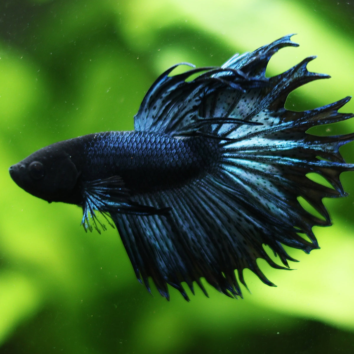 [Showroom] Mâle Crowntail Blue Orchid