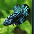 [Showroom] Mâle Plakat Avatar Blue