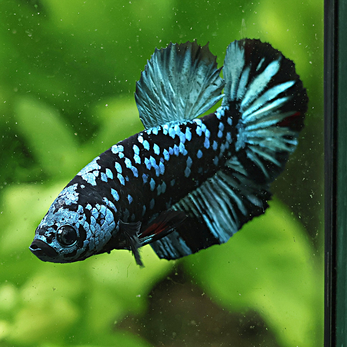 [Showroom] Mâle Plakat Avatar Blue