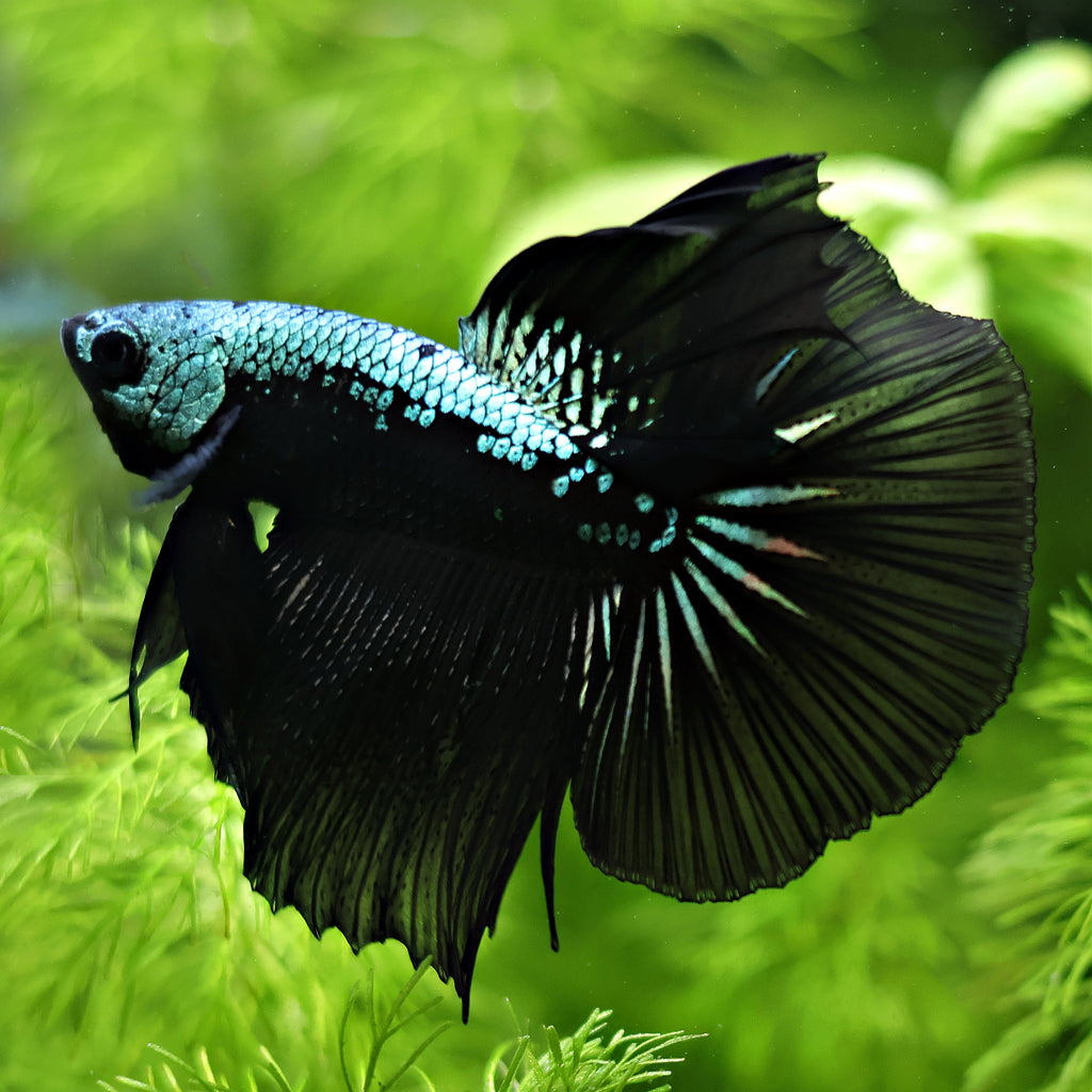 Mâle Halfmoon SamouraÏ