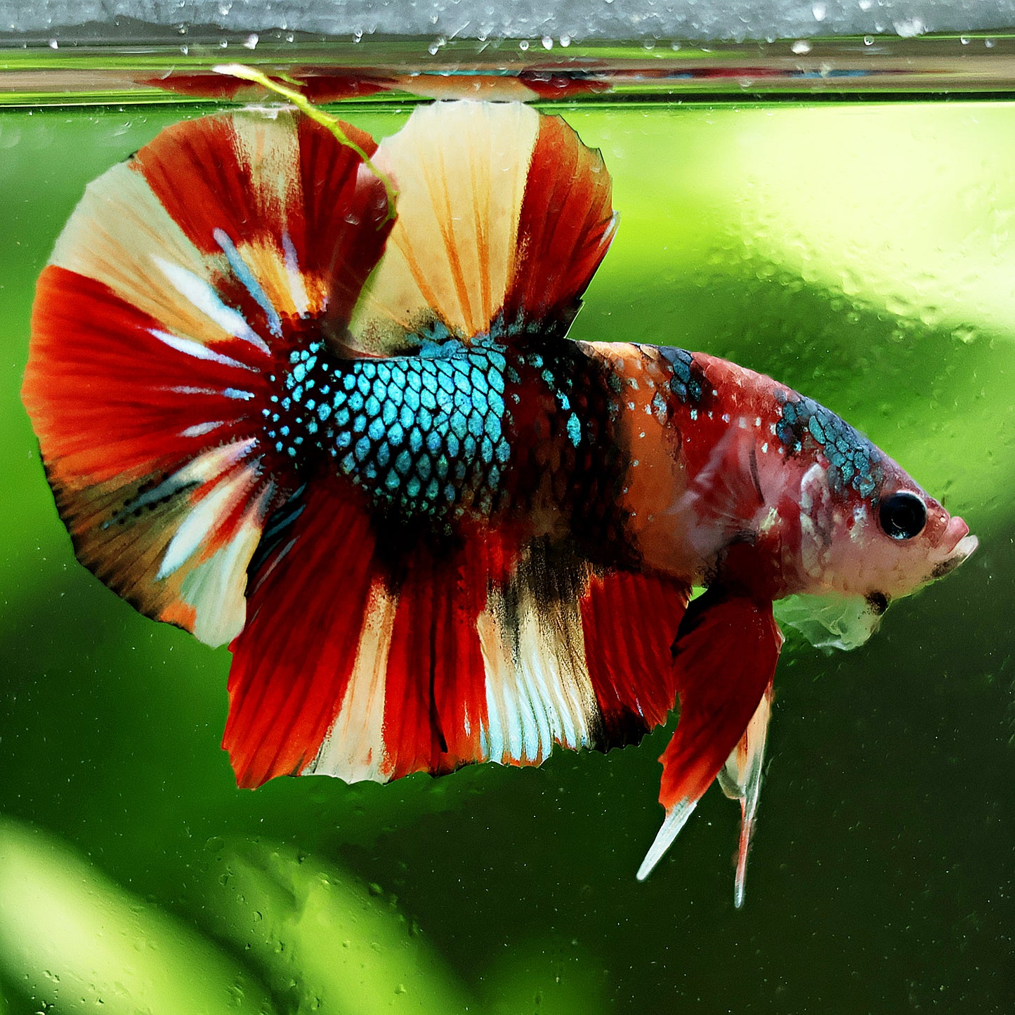 Vyse - Betta Mâle Koi Nemo Galaxy Plakat