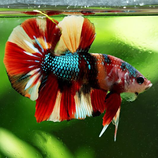 Vyse - Betta Mâle Koi Nemo Galaxy Plakat