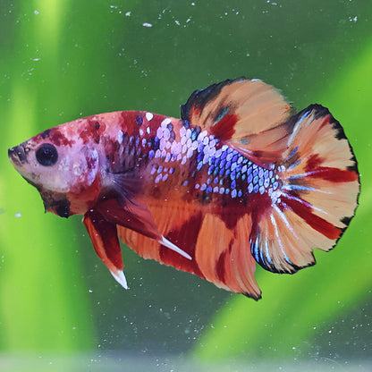 Bobby - Male Plakat Koi Nemo Galaxy 🇫🇷