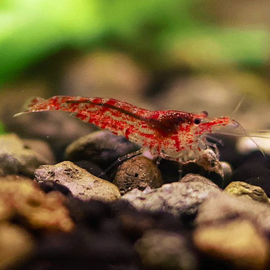 ❤️Crevette Neocaridina Red Cherry - a l'unité
