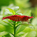 ❤️Crevette Neocaridina Sakura - a l'unité