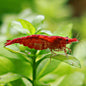 ❤️Crevette Neocaridina Sakura - a l'unité