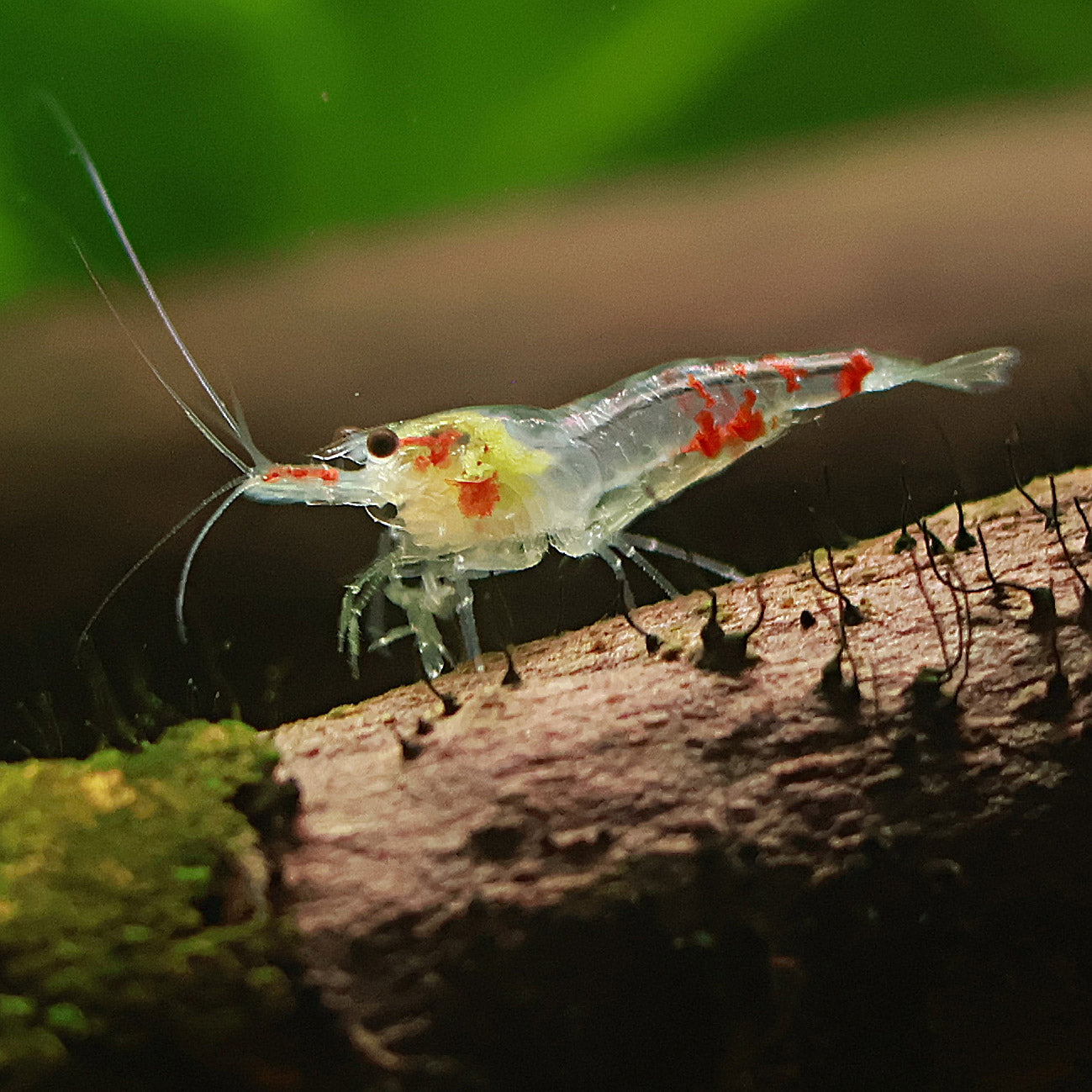 Crevettes Neocaridina Davidi Déclassé - Lots de 10