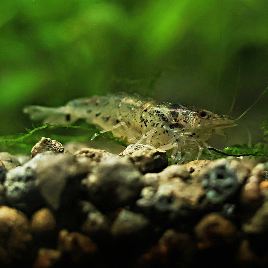 Crevette Indo Amano - Lots de 5