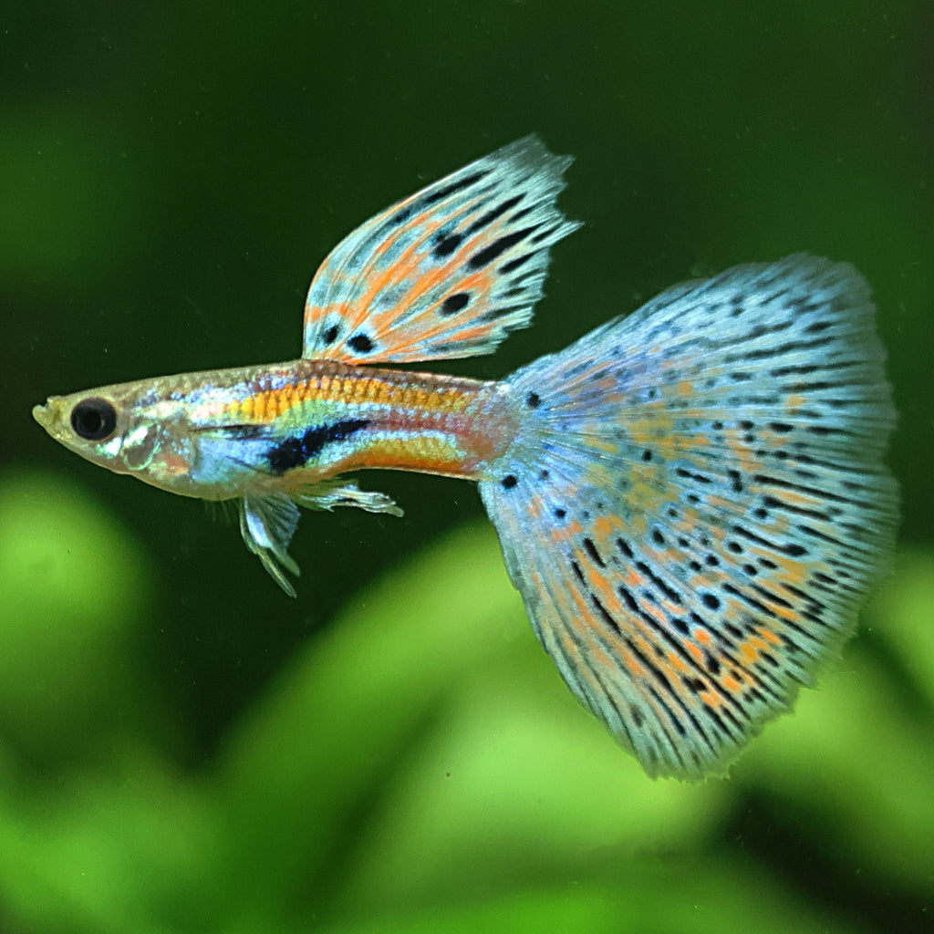 6/ Multicolors Grass Poecillia Reticulata / Souche Française 🇨🇵