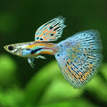 6/ Multicolors Grass Poecillia Reticulata / Souche Française 🇨🇵