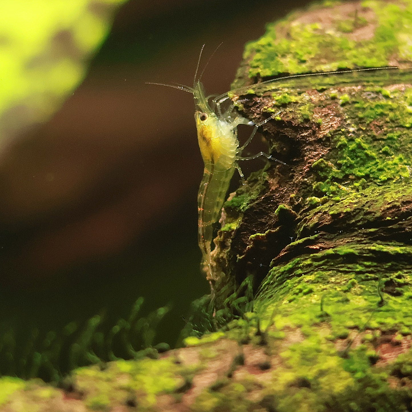 Crevettes Neocaridina Davidi Déclassé - Lots de 10