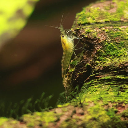 Crevettes Neocaridina Davidi Déclassé - Lots de 10