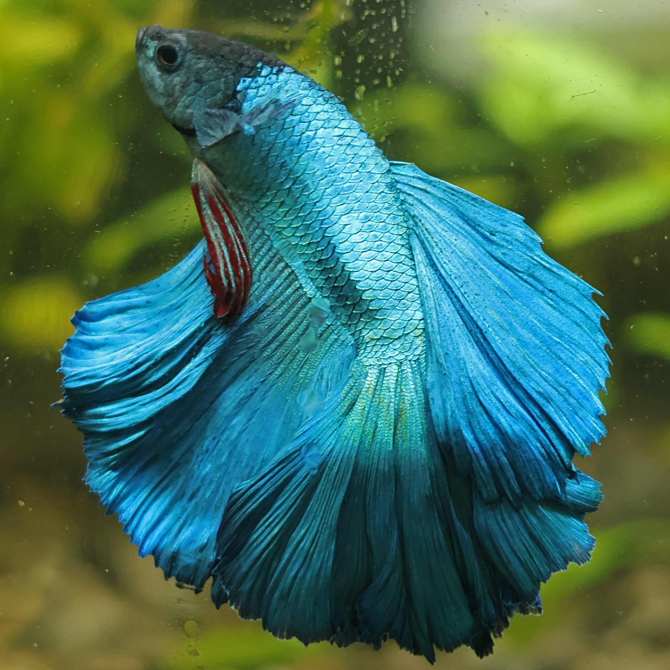 Lazuli - Mâle Bleu Pelviennes Rouges Voile Long🇮🇩