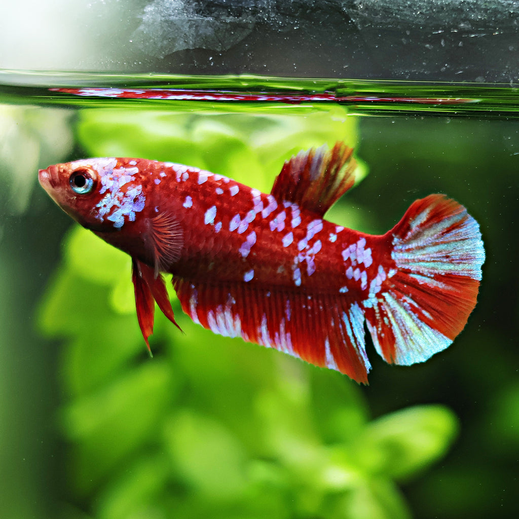 Femelle Plakat Red Galaxy