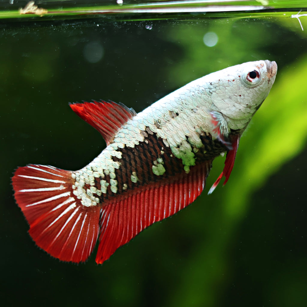 Femelle Plakat Samouraï Red