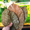 🍂Feuille de Shoera (unité)