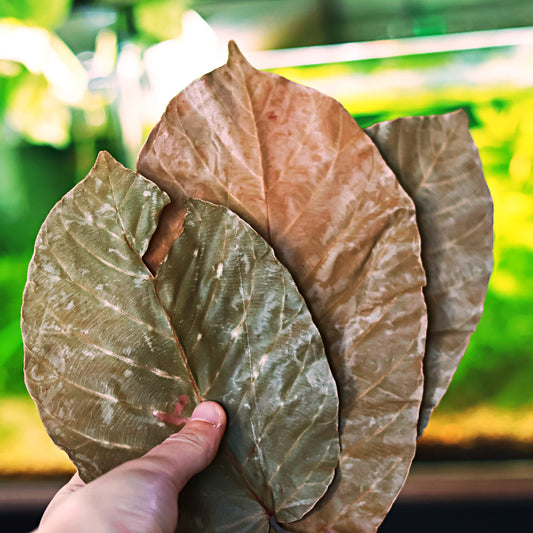 🍂Feuille de Shoera (unité)