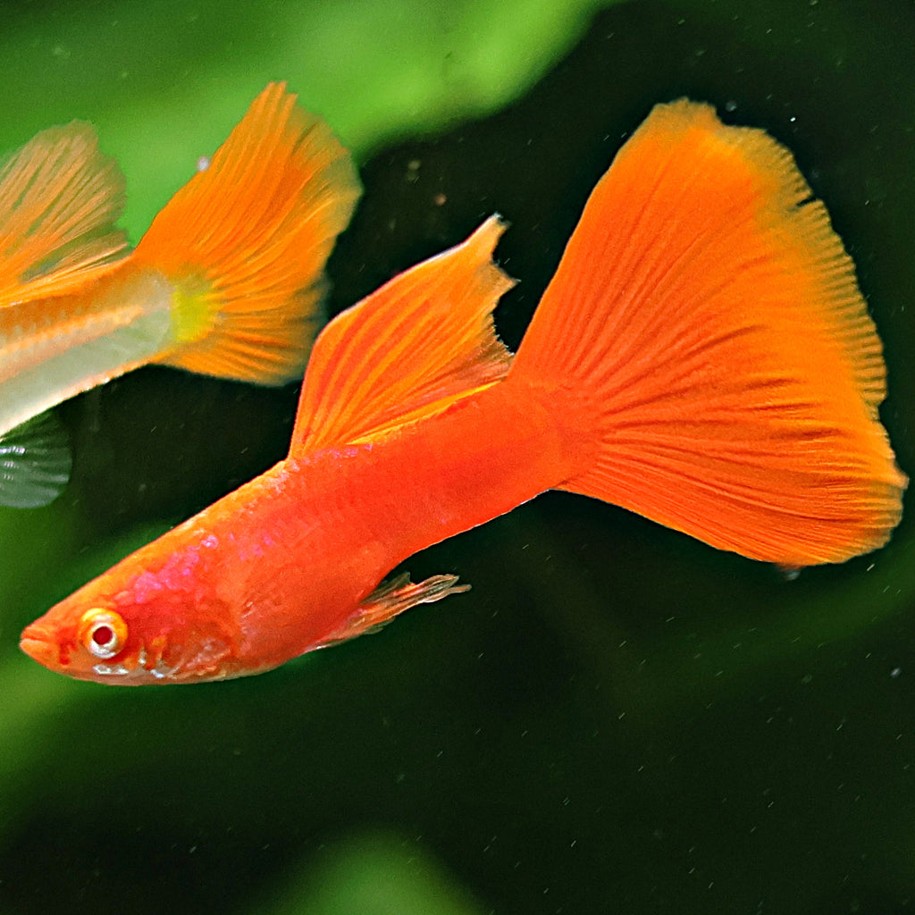 9b/ Couple Full Red Albino Poecilia Reticulata