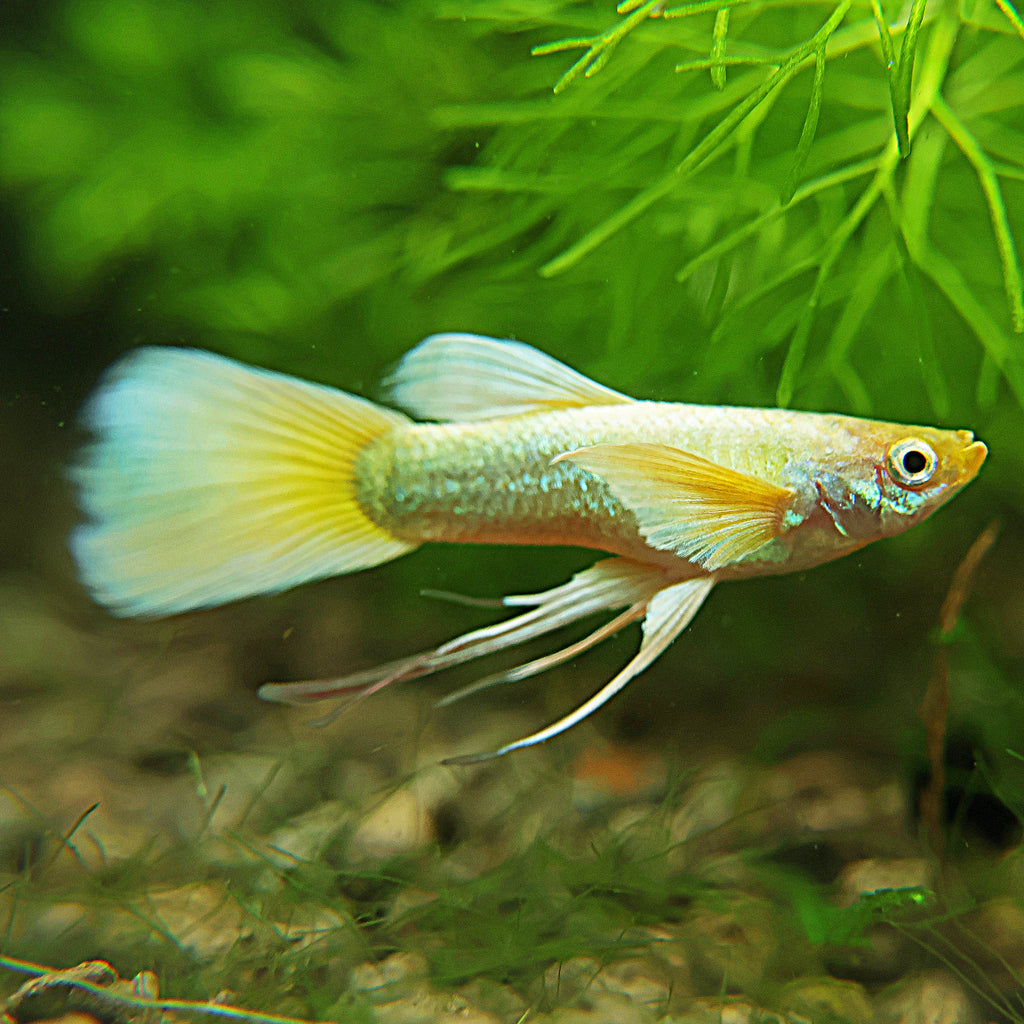 8a/ Couple Full Gold Ribbon Mâle et Femelle Poecilia Reticulata 🇮🇩