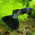1/ Cobra Black Metal Poecilia Reticulata 🇮🇩