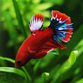 Betta Macho Hellboy