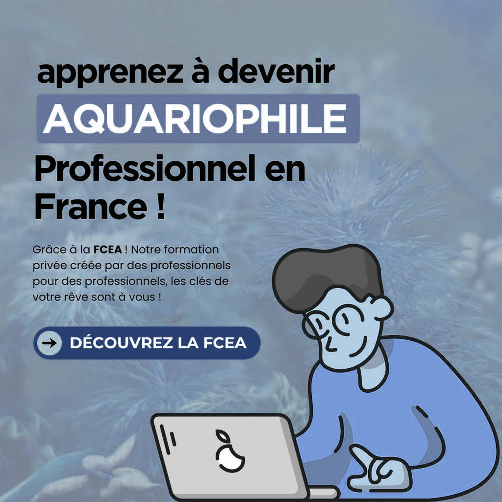 FCEA - Formation a la creation d'une entreprise aquariophile - Formule Marketing +