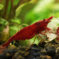❤️Crevette Neocaridina Red Fire - a l'unité