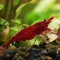 ❤️Crevette Neocaridina Red Fire - a l'unité