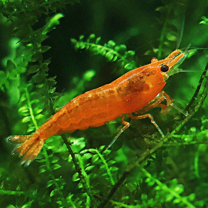 🧡Crevette Neocaridina Sunkist Orange - a l'unité