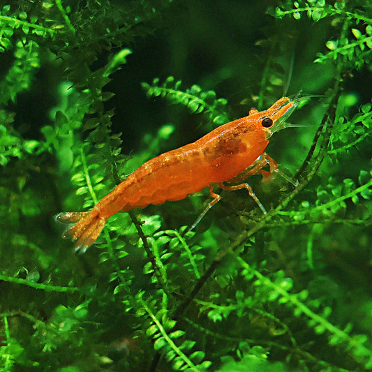 Crevette Neocaridina Davidi Sunkist Orange - Lots de 5