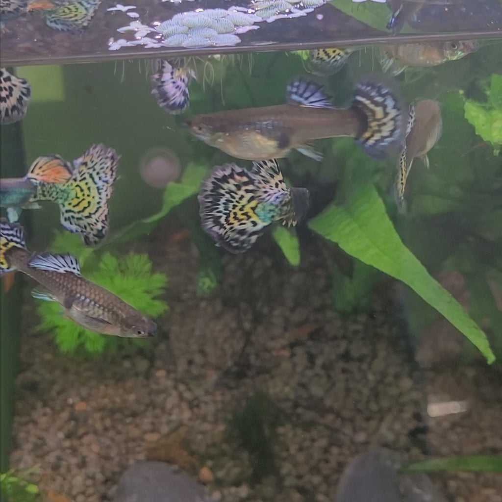 9/ Metal Leopard Multicolors Poecilia Reticulata / Souche Française 🇨🇵