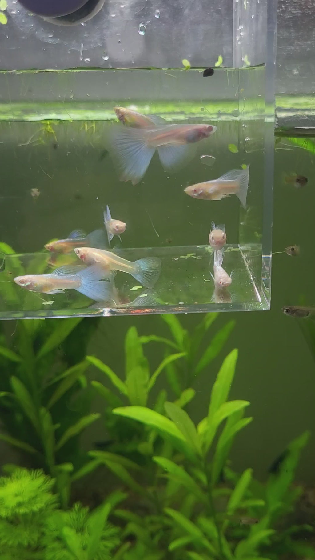 5b/ Couple Albino Blue Sky Topaz Mâle et Femelle Poecilia Reticulata 🇮🇩