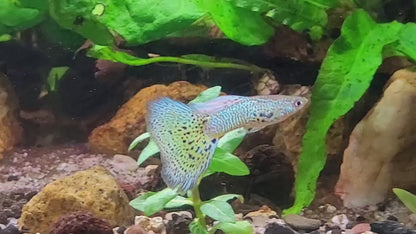 Cobra Light Blue Mâle Poecilia Reticulata Premium 🇫🇷