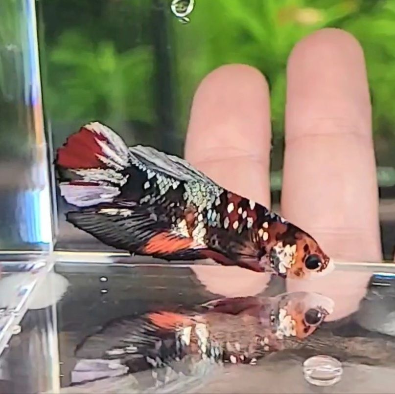 Orion - Mâle Plakat Koi Nemo Copper🇮🇩