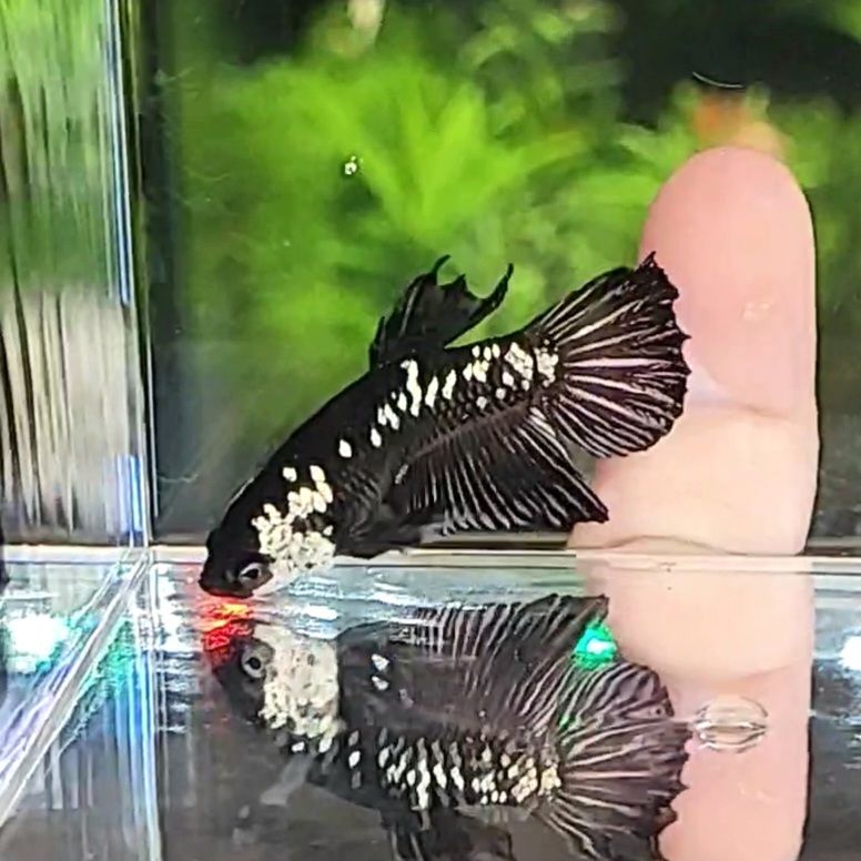 Onyx - Mâle Plakat Samourai Black Startail 🇮🇩