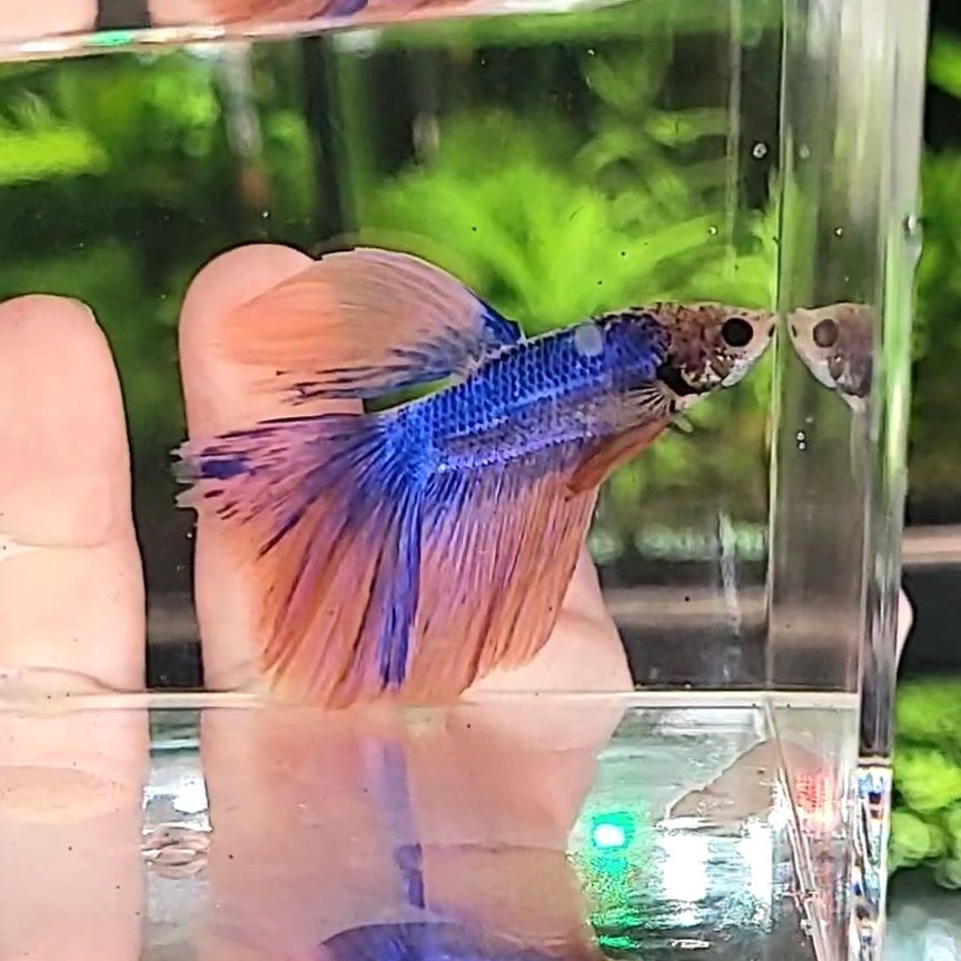 Antaréss - Mâle Voile Long Pastelle Jaune Rose Bleu 🇮🇩