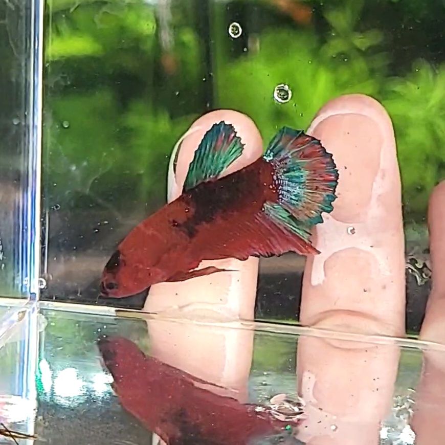 Blood - Mâle Plakat Hellboy Startail 🇮🇩