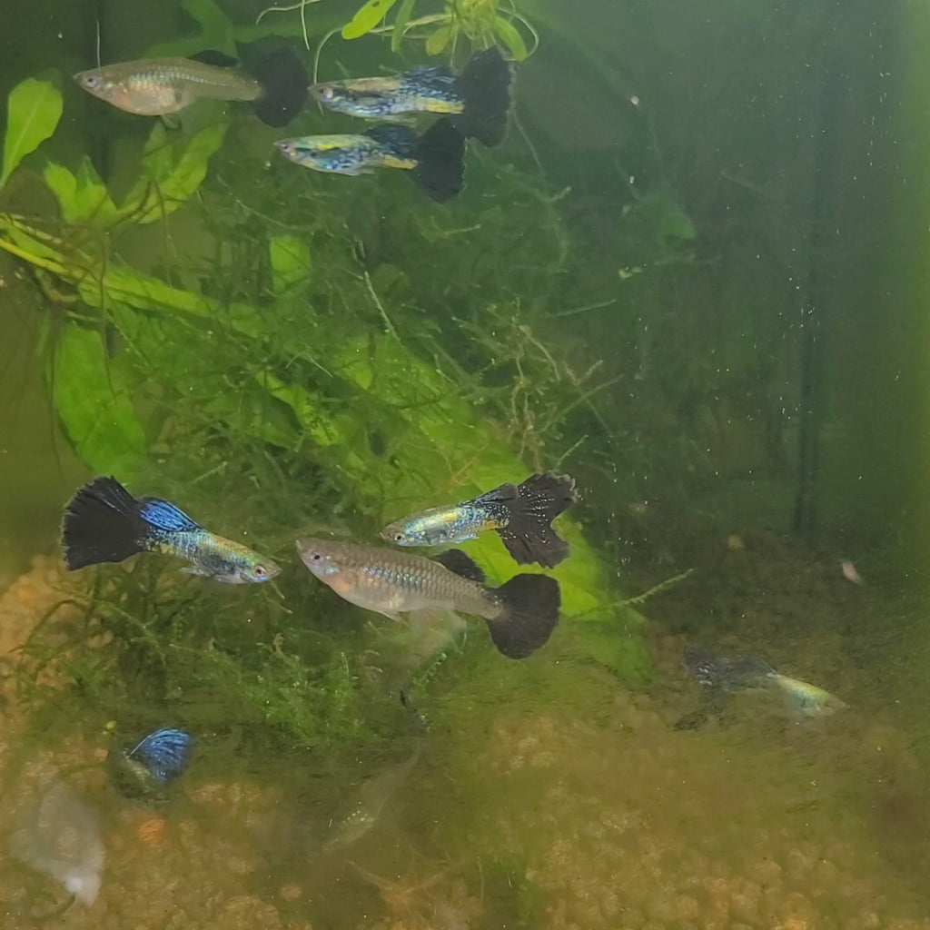 2/ Couple Cobra Bleu Navy Metallic Poecilia Reticulata 🇮🇩