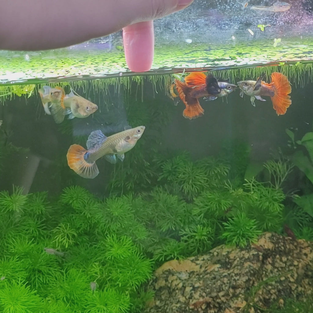 9c/ Platinum Red Dumbo Tail Poecilia Reticulata / Souche Française 🇨🇵