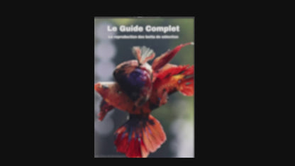 La Reproduction des Bettas - Prestigieuse et Éthique