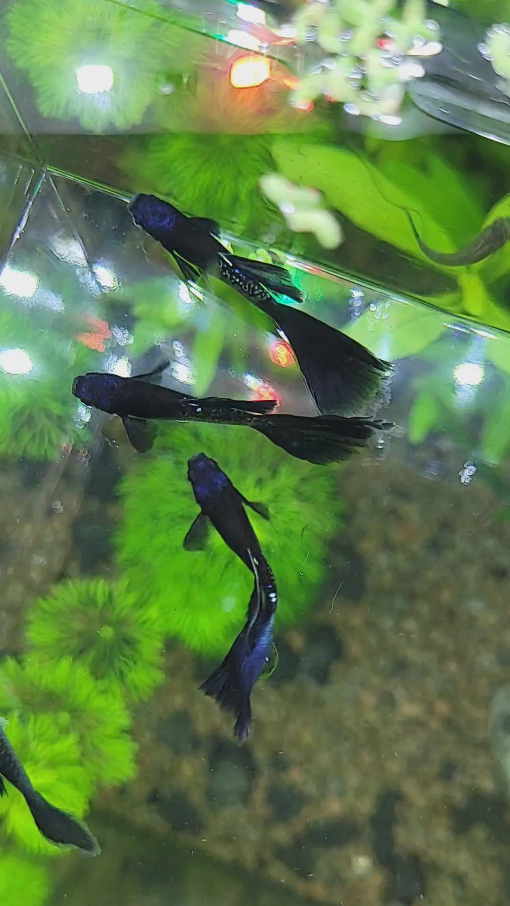 1/ Cobra Black Metal Poecilia Reticulata 🇮🇩