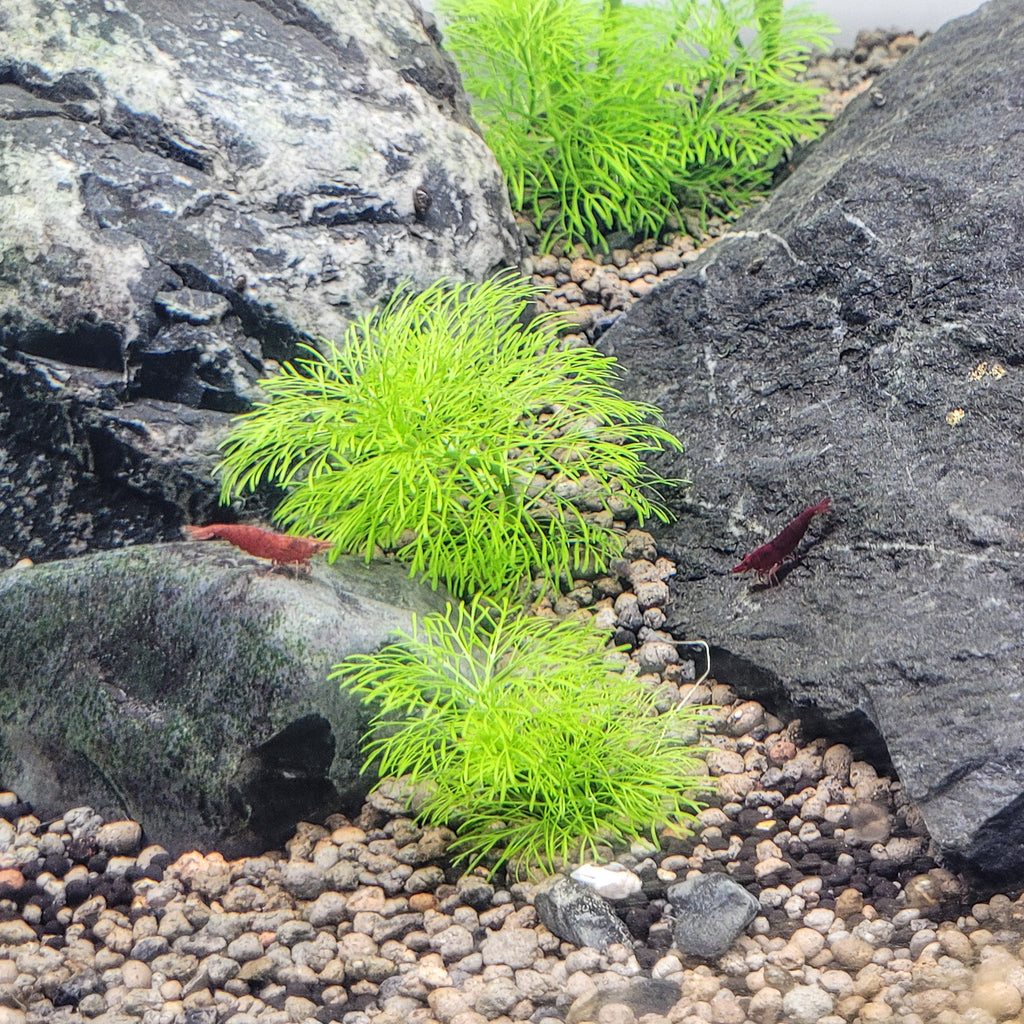 ❤️Crevettes Neocaridina Sakura et Fire - Lots de 10