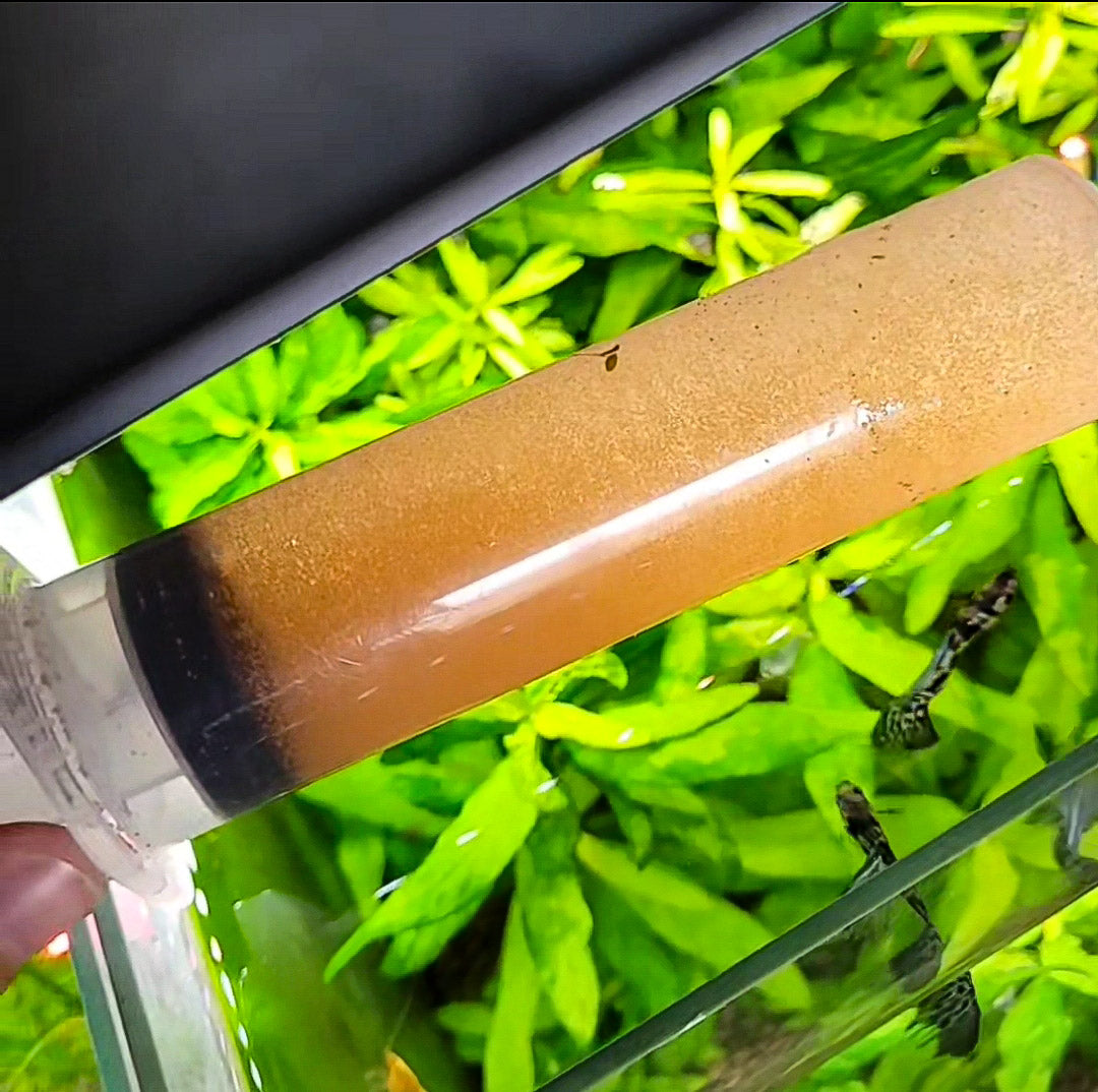 Brine Shrimp Œufs Artemias 50 g. Qualité Premium - Alevins et Petits Poissons