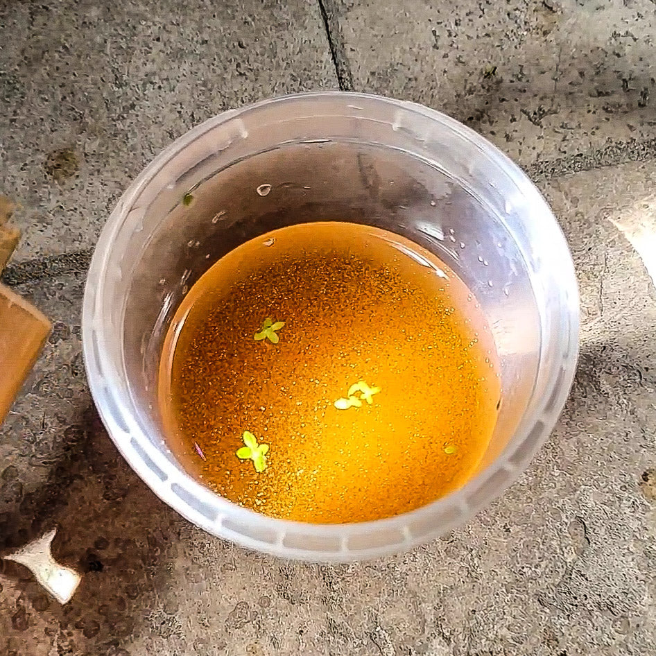 Brine Shrimp Œufs Artemias 50 g. Qualité Premium - Alevins et Petits Poissons