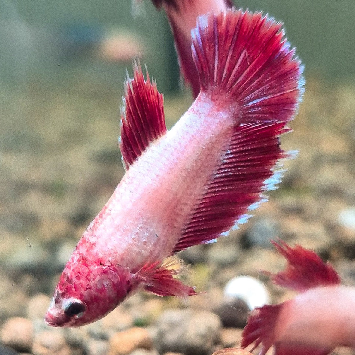 🇫🇷 Betta Femelle Voile Long Rouge Cerise Française
