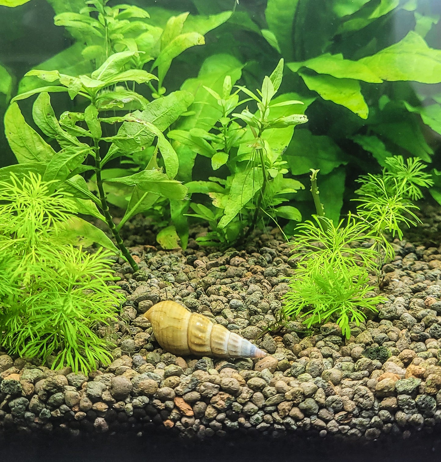 Escargot Brotia Herculea