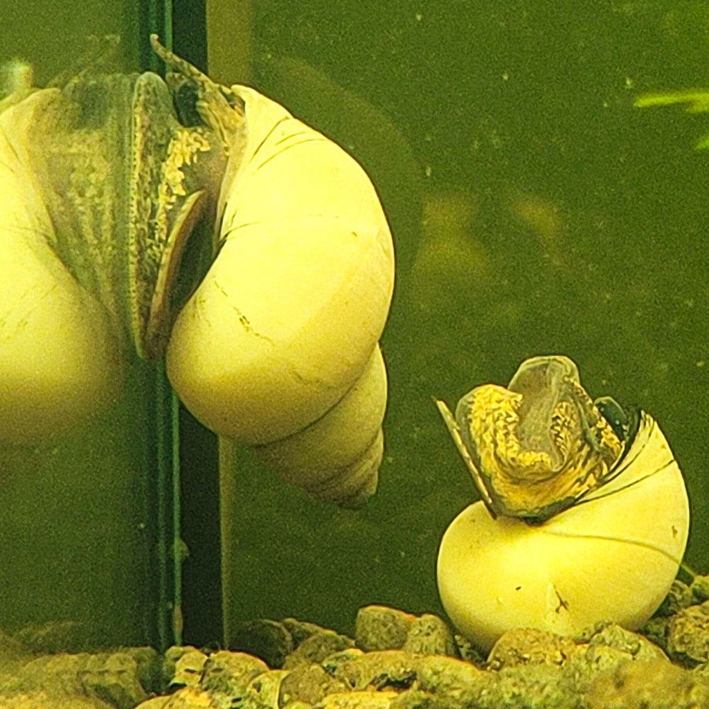 Escargot Fantome - Filopaludina martensi