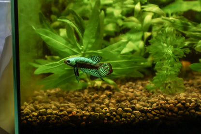 Mâle Plakat Alien Vert Hybride